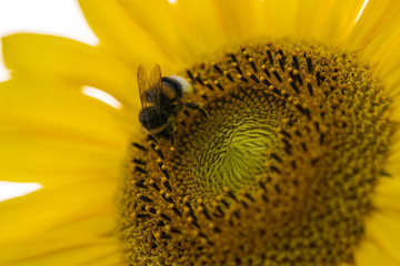 Bee working on a sunflower