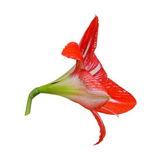 Beautiful red flower isolated on a white background
