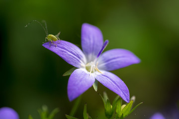 Purple flower with insect discovering the world