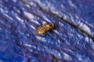 Fly on a blue wood texture 