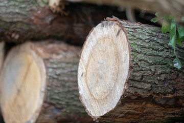 Cut down tree logs stacked up