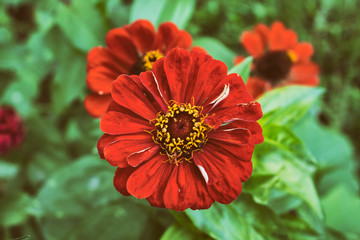 Red Zinnia. Beautiful garden flower. Autumn flower.