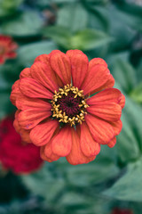 Red Zinnia. Beautiful garden flower. Autumn flower.
