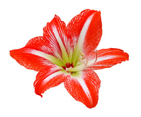 Beautiful red flower isolated on a white background