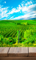 Naklejka premium Ripe grapes on the vines in Tuscany, Italy. Picturesque winery farm, vineyard. Sunset warm light. Empty place. place for text.