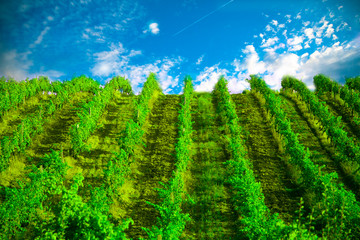 Nature, background,with Vineyard in autumn harvest. Ripe grapes in fall.