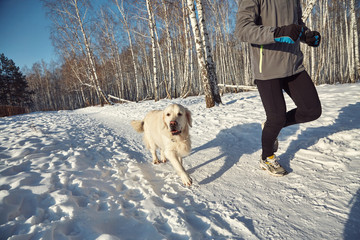 Labrador retriever dog for a walk with its owner man in the winter outdoors