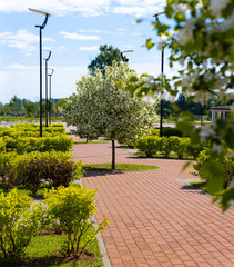 The figure track in the park is lined with concrete tiles of two colors. In the middle of the path is an apple tree in spring bloom. The track is lit by modern street lights.