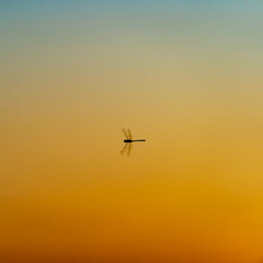 Dragonfly at sunset