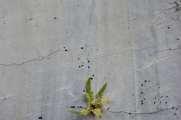 Close-up of plant growth on cracked and mossy old cement walls. Incredible background with open space for text or as a vintage, urban or grunge background.