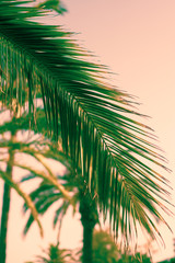 Fototapeta premium Tropical Island Beach Vacation Background with Copy Space