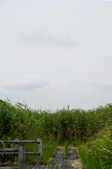 Fototapeta premium 【浮野の里】葦が茂る水域の遊歩道／日本埼玉県加須市
