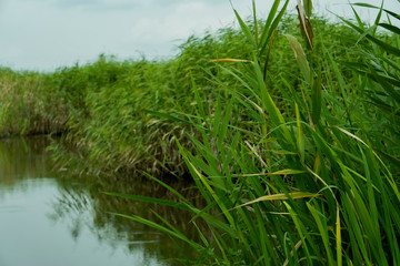 Fototapeta premium ヨシ( Phragmites)が群生する水路【浮野の里】埼玉県加須市