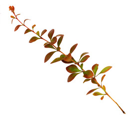 Twig with red and green leaves