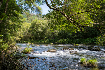 Arc natural Fragea de Eume, Galice, Espagne.