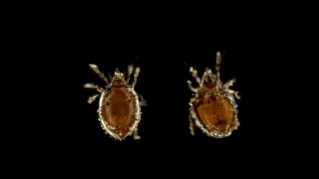 mite Oribatida under microscope are saprosphago, scavengers, some species of predators, order Sarcoptiformes