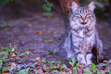 Obraz premium The cat in nature is beautiful and graceful