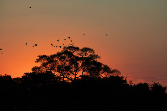 Flock of birds at sunset. Peaceful landscape.