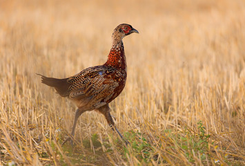 The common pheasant (Phasianus colchicus).