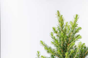 Little Christmas tree in a metal bucket on a white background. Close up details.