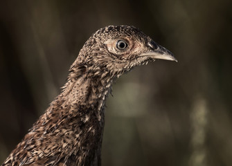 The common pheasant (Phasianus colchicus).