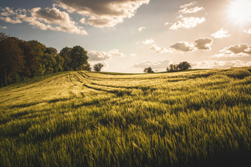 Obraz premium Feld in Nachmittagssonne