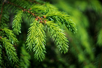 spruce branches on a tree closeup