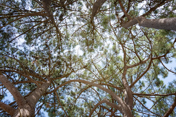 Pine tree background. Pinus echinata