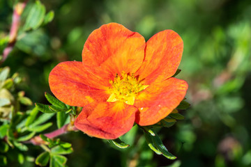 Potentilla 'Red Ace' a summer flowered plant known as cinquefoil - obrazy, fototapety, plakaty