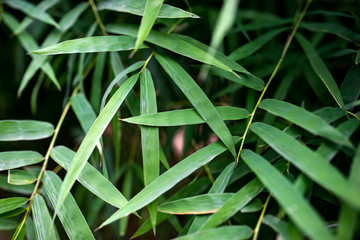 bamboo background