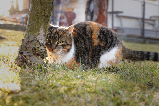 Well concealed domesticated cat behind apple tree and she is ready for some action. Colored kitten is very careful while hunting. Pricked up ears means that felis catus domestic is in max alert