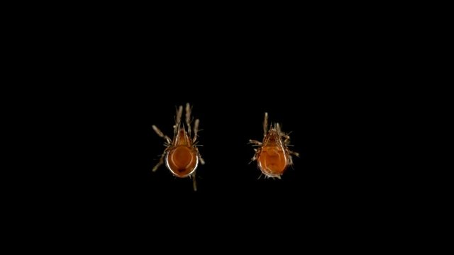 mite Oribatida under microscope are saprosphago, scavengers, some species of predators, order Sarcoptiformes