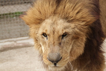 Portrait of a lion
