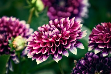  original purple flowers they gave growing on a summer day in a garden among green leaves