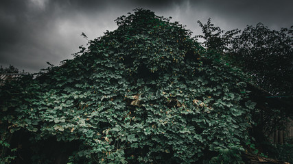 old house overgrown with leaves