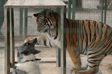 Tiger and dog playing