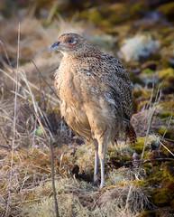 The common pheasant (Phasianus colchicus).