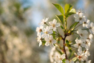 cherry blossom branch with white flowers closeup