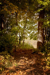 A beautiful forest path among autumn trees with golden fallen leaves