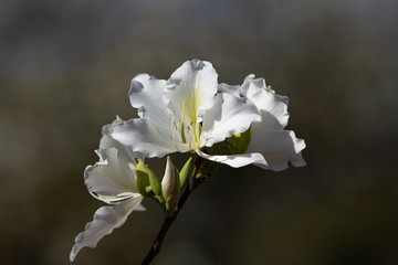 White flowers against dark background. Bauhinia alba of white orchid tree. 