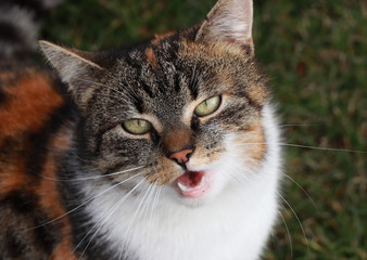 Hey bro where is my dinner. So angry and cruel domesticated cat when she has not food in her bowl....