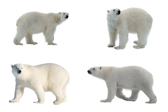 Set of four images of Polar bear (Ursus maritimus) isolated on white background
