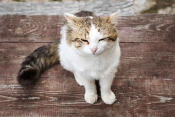 street gray-white cat sitting on a wooden bench