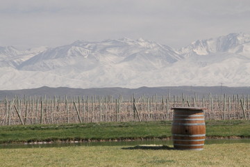 Barrel in the vineyard with mountains in the winter