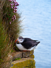 Atlantic puffin on the cliff