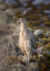 The common pheasant (Phasianus colchicus).