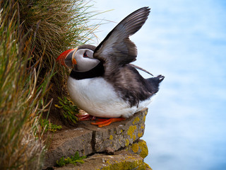 Puffin standing outdoors