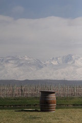 Landscape vineyard and mountains in the winter