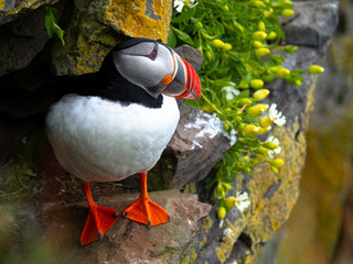 Atlantic puffin on the rock