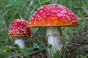 Two fly agarics growing close to each other